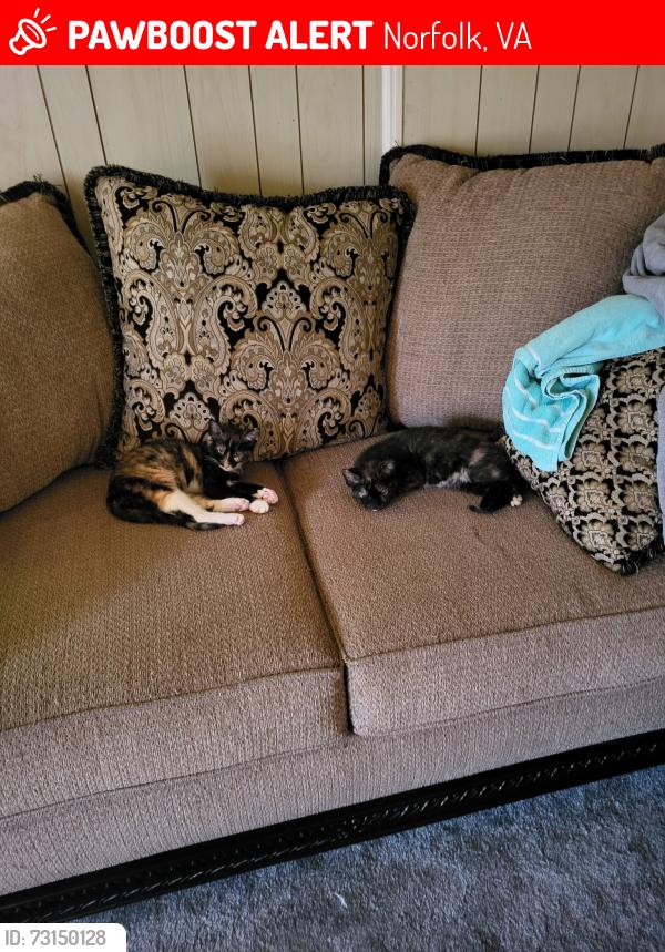Lost Female Cat last seen Herbert and beamon, Norfolk, VA 23513