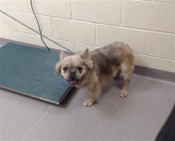 Shelter Stray Male Dog last seen Near BLOCK S RALEIGH ST, DENVER CO 80219, 1241 W Bayaud Ave, Denver, CO 80223, USA