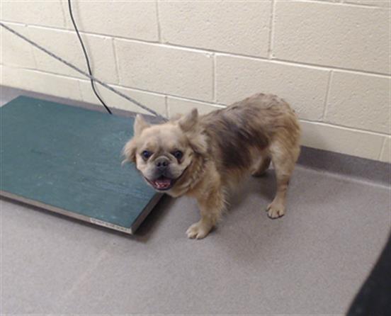Shelter Stray Male Dog last seen Near BLOCK S RALEIGH ST, DENVER CO 80219, 1241 W Bayaud Ave, Denver, CO 80223, USA
