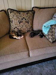 Lost Female Cat last seen Herbert and beamon, Norfolk, VA 23513