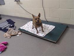 Shelter Stray Male Dog last seen Near BLOCK W BAYAUD AVE, DENVER CO 80223, 1241 W Bayaud Ave, Denver, CO 80223, USA
