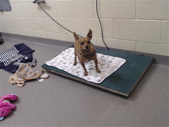 Shelter Stray Male Dog last seen Near BLOCK W BAYAUD AVE, DENVER CO 80223, 1241 W Bayaud Ave, Denver, CO 80223, USA