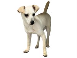 Shelter Stray Male Dog last seen , 3201 Lacy St, Los Angeles, CA 90031, USA
