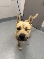 Shelter Stray Male Dog last seen Near, 2600 S Harding St, Indianapolis, IN 46221, USA