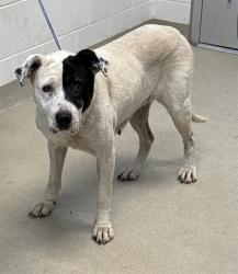 Shelter Stray Female Dog last seen ALAMANCE COUNTY, 221 Stone Quarry Rd, Burlington, NC 27217, USA