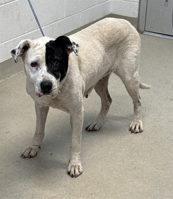 Shelter Stray Female Dog last seen ALAMANCE COUNTY, 221 Stone Quarry Rd, Burlington, NC 27217, USA