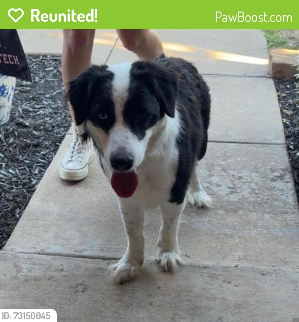 Reunited Female Dog last seen Near hajek elementary, Burleson, TX 76028