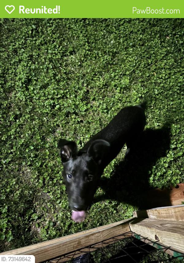 Reunited Male Dog last seen Brooklyn Ave, Kansas City, MO 64146, USA, Kansas City, MO 64146