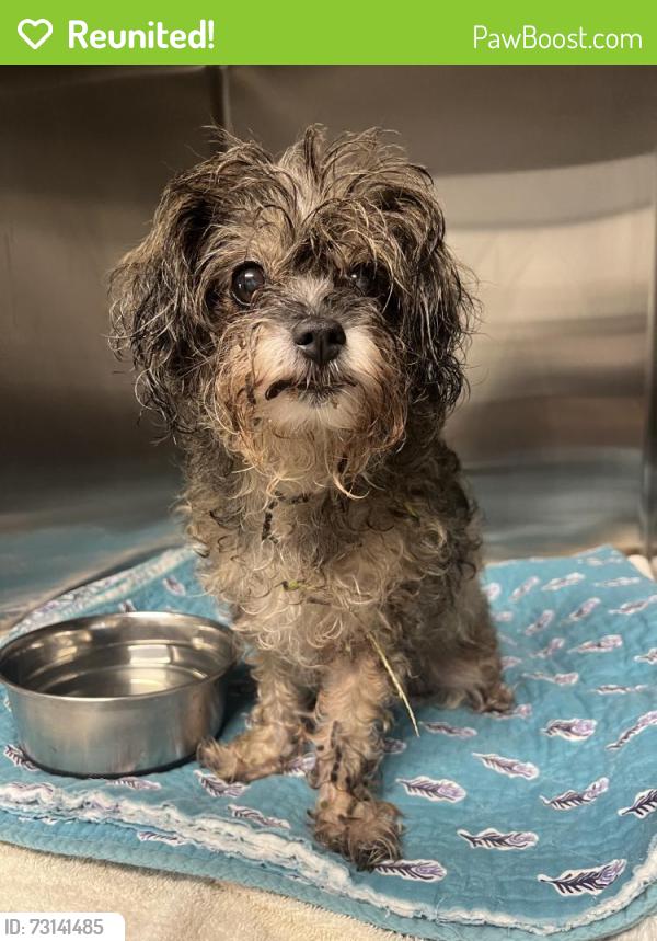 Reunited Female Dog last seen Near, Bushnell, FL 33513