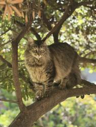 Lost Female Cat last seen East Villa St & Allen Ave, Pasadena, CA 91107