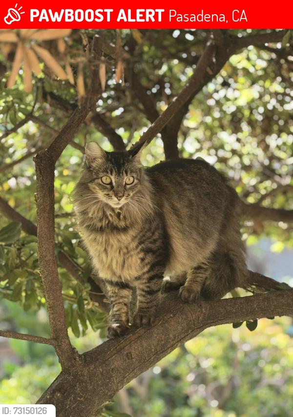 Lost Female Cat last seen East Villa St & Allen Ave, Pasadena, CA 91107