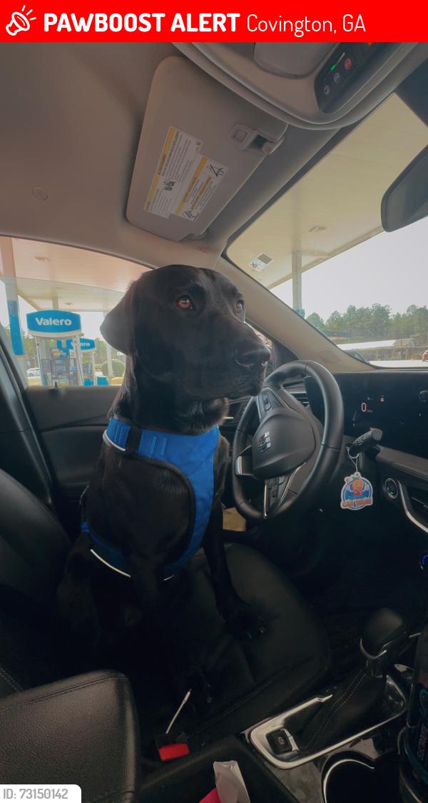 Lost Male Dog last seen Highway 36, Covington, GA 30014
