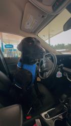 Lost Male Dog last seen Highway 36, Covington, GA 30014