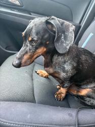 Found/Stray Male Dog last seen Near Shelter Gardens hiding under a bush, Columbia, MO 65203