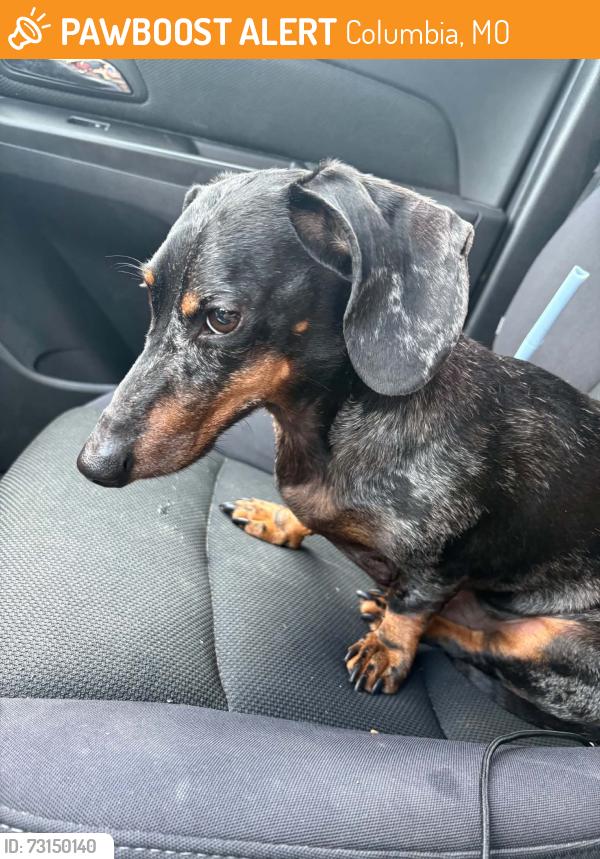 Found/Stray Male Dog last seen Near Shelter Gardens hiding under a bush, Columbia, MO 65203