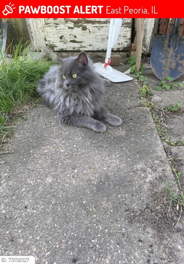 Lost Male Cat last seen East Peoria Community High School, East Peoria, IL 61611