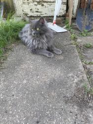 Lost Male Cat last seen East Peoria Community High School, East Peoria, IL 61611