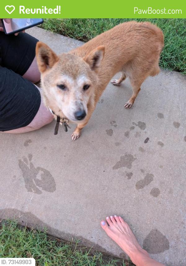 Reunited Female Dog last seen Sheffield boulevard 160tj, Edmond, OK 73013