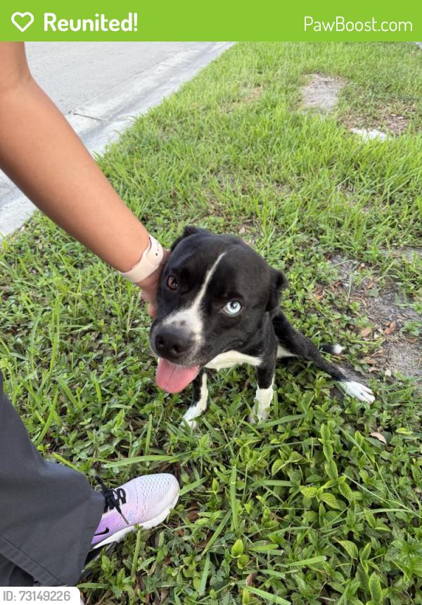 Reunited Unknown Dog last seen Miami lakes, Miami Lakes, FL 33014