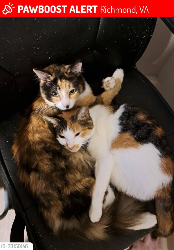 Lost Female Cat last seen On chamberlayne near Frances W. Mcckiney Elementary school, Richmond, VA 23227