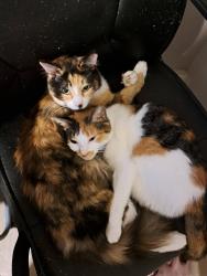 Lost Female Cat last seen On chamberlayne near Frances W. Mcckiney Elementary school, Richmond, VA 23227
