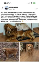Lost Male Dog last seen Sharon/Canton MS, Canton, MS 39046
