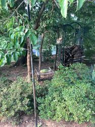Found/Stray Unknown Bird last seen Peace Haven and 421, Winston-Salem, NC 27103