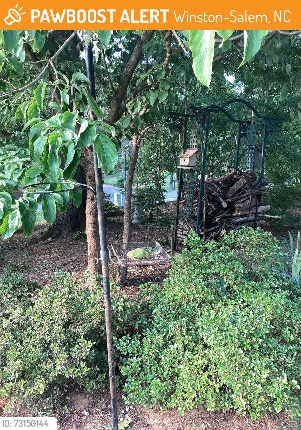 Found/Stray Unknown Bird last seen Peace Haven and 421, Winston-Salem, NC 27103