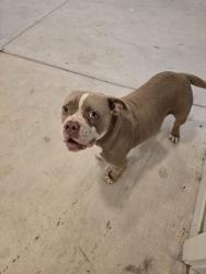 Found/Stray Male Dog last seen Landmark at Crowley apmts, Crowley, TX 76036