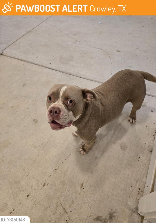 Found/Stray Male Dog last seen Landmark at Crowley apmts, Crowley, TX 76036