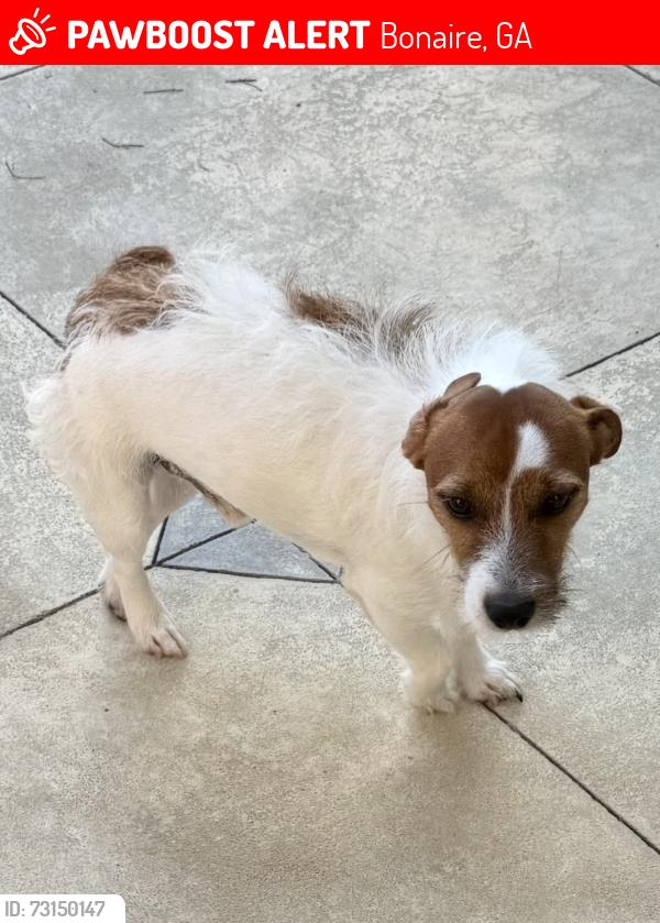 Lost Male Dog last seen Chattahoochee drive Bonaire, Bonaire, GA 31005