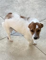 Lost Male Dog last seen Chattahoochee drive Bonaire, Bonaire, GA 31005