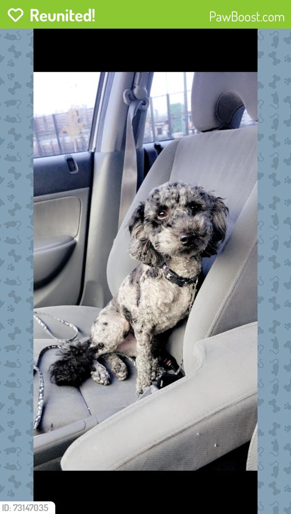 Reunited Male Dog last seen Hayes St, West Allis, WI 53219