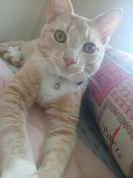 Reunited Male Cat last seen Airstrip near old mill, Monroe, GA 30655