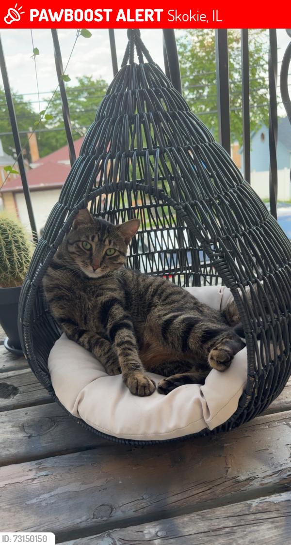 Lost Male Cat last seen Near Kenton ave Skokie near oakton pool, Skokie, IL 60076