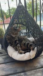 Lost Male Cat last seen Near Kenton ave Skokie near oakton pool, Skokie, IL 60076