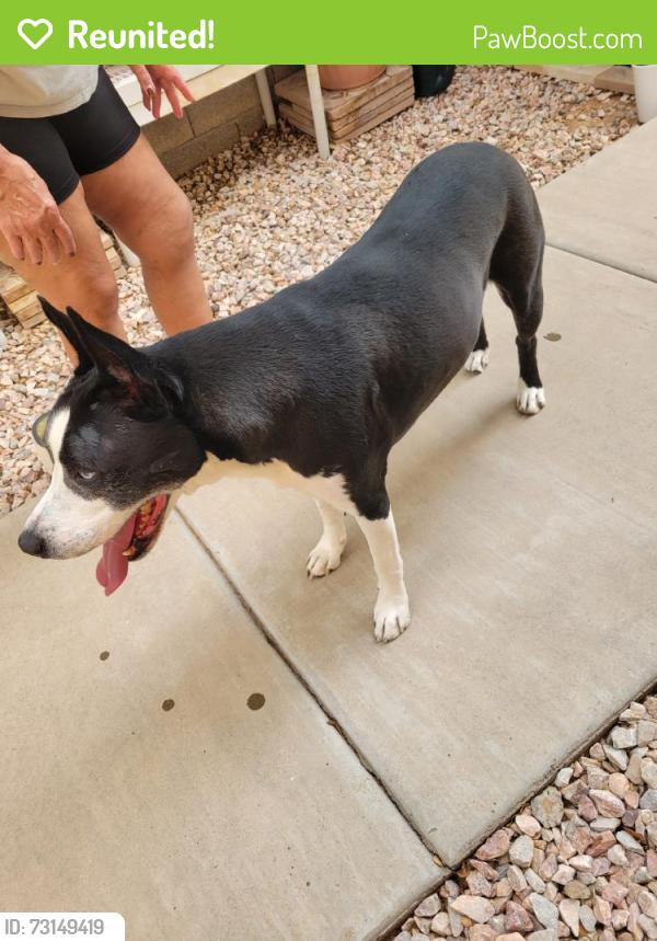 Reunited Male Dog last seen Near E Pampa Ave, Mesa, AZ 85212, USA, Mesa, AZ 85212