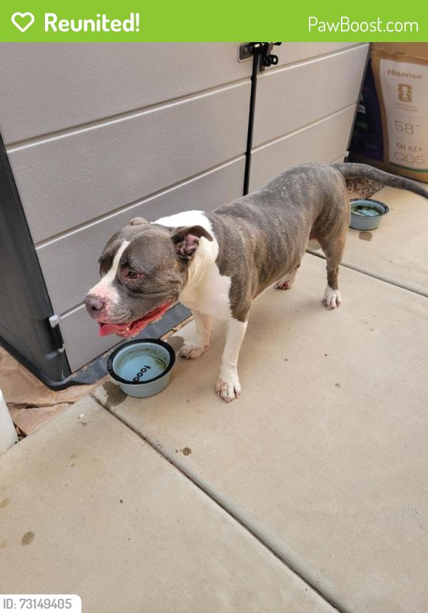 Reunited Male Dog last seen Near E Pampa Ave, Mesa, AZ 85212, USA, Mesa, AZ 85212