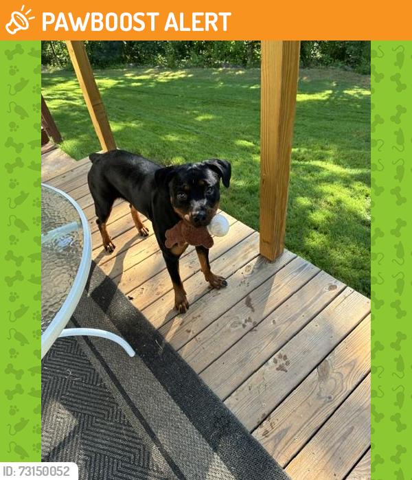 Found/Stray Female Dog last seen Cardo lane and Dean Woods Road in Fountain Inn, SC, Greenville County, SC 29644