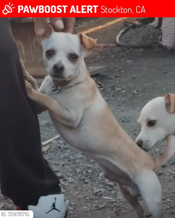 Lost Male Dog last seen E Taylor street {East side Stockton), Stockton, CA 95205