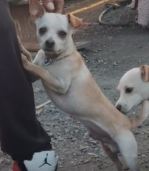 Lost Male Dog last seen E Taylor street {East side Stockton), Stockton, CA 95205