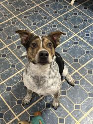 Lost Male Dog last seen H&E Equipment Services, Opelousas on-ramp, Louisiana Lift, Alexandria, LA 71302