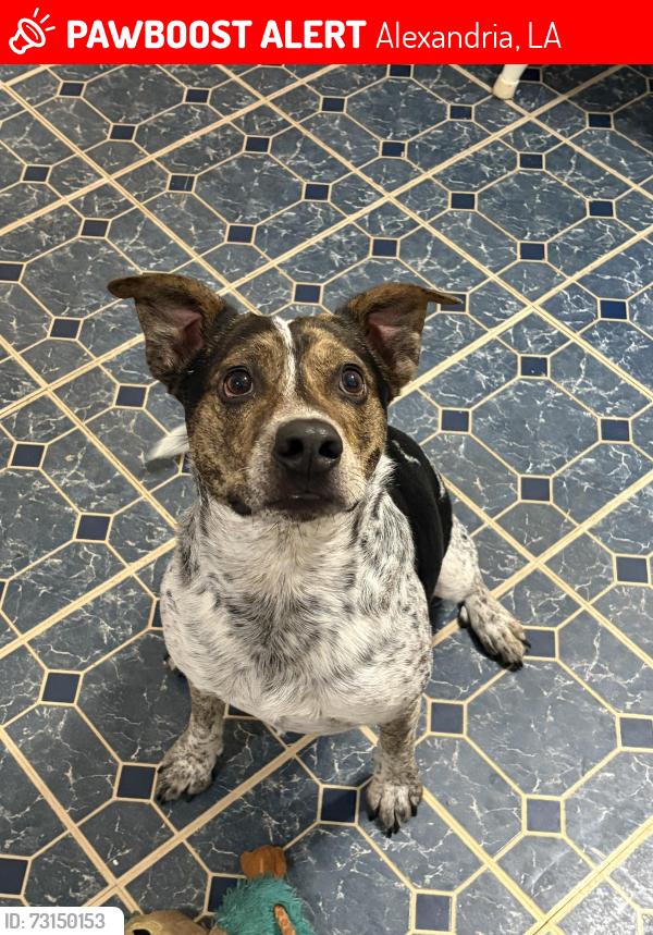 Lost Male Dog last seen H&E Equipment Services, Opelousas on-ramp, Louisiana Lift, Alexandria, LA 71302