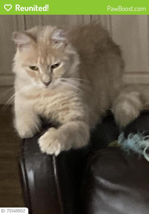 Reunited Female Cat last seen Near Duval Station Road, Jacksonville, FL 32218