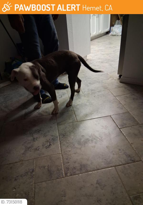 Found/Stray Female Dog last seen Near Bancroft way, Hemet, CA 92544