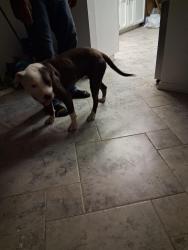 Found/Stray Female Dog last seen Near Bancroft way, Hemet, CA 92544