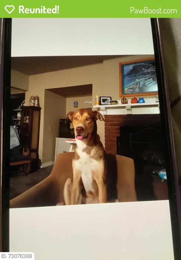 Reunited Male Dog last seen Morning glow, Los Angeles, CA 91040