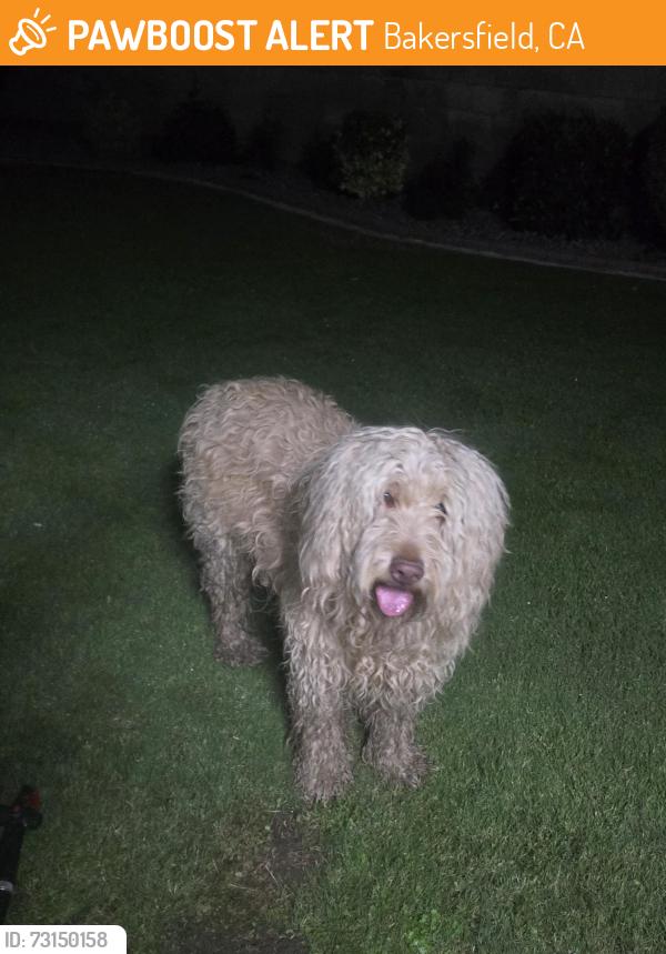 Found/Stray Unknown Dog last seen Harris Road ans Old River Road, Bakersfield, CA 93313