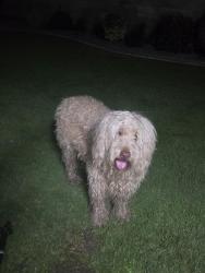 Found/Stray Unknown Dog last seen Harris Road ans Old River Road, Bakersfield, CA 93313