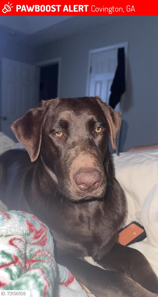 Lost Female Dog last seen Hwy 36, Covington, GA 30014